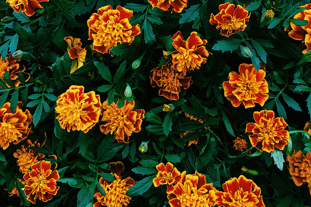 Moulton Nurseries